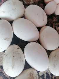 Vând oua de gâște pentru incubat