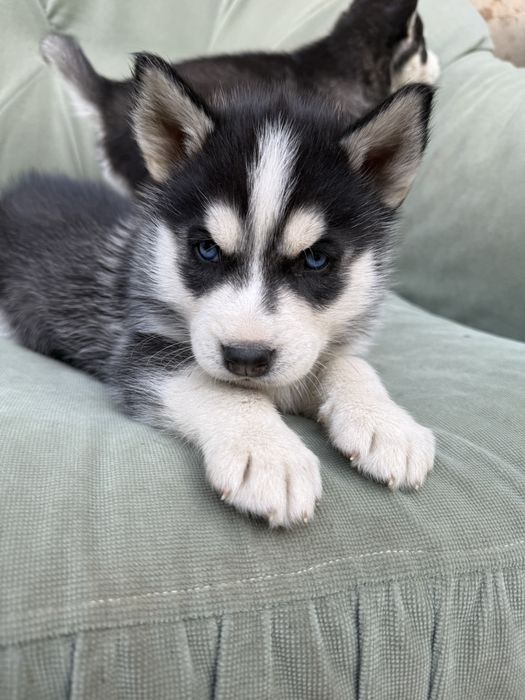 Щенки Хаски 2 мальчика и две девочки