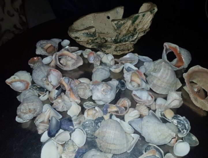 Piatră decorticați scoici pentru acvariu