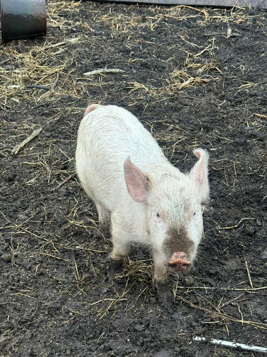 продам не дорого поросят