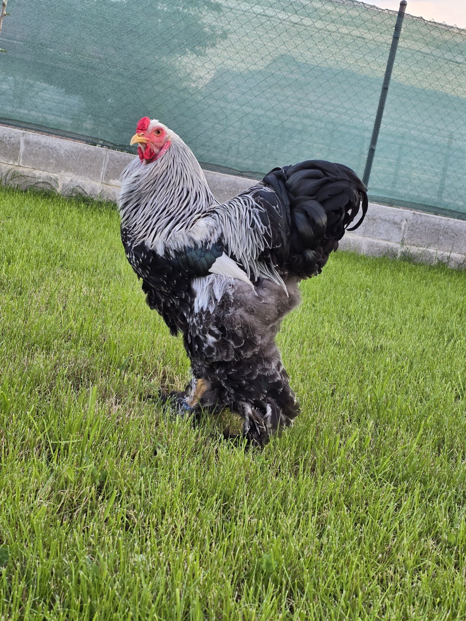 Brahma herminat inchis