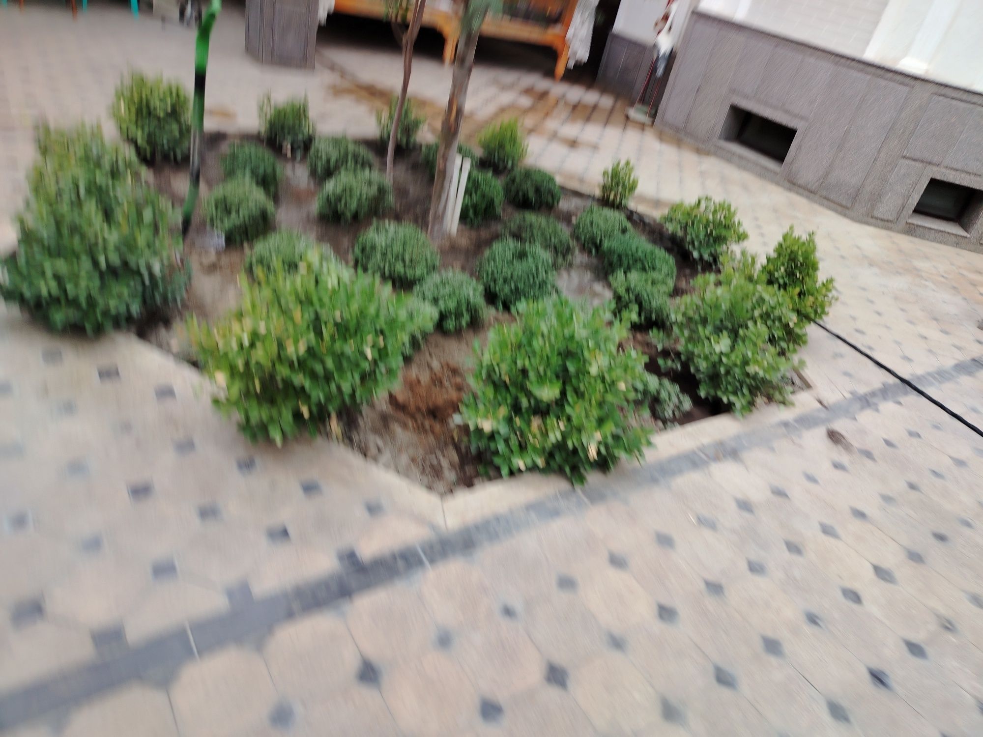 Богбон хизматлари