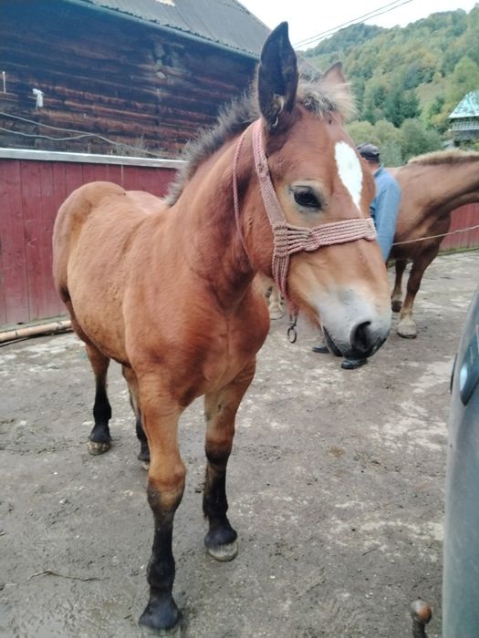 Vând mânză de patru luni