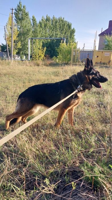 Щенки немецкой овчарки