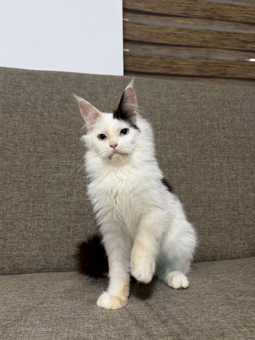 Pisica maine coon felisa autorizata