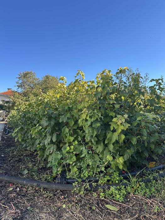 Продавам разсад касис