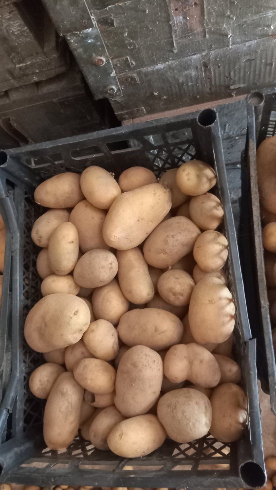 Домашни картофи  едри и дребни
