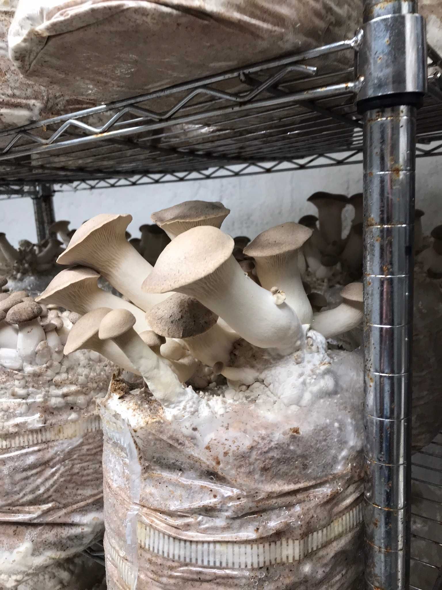 Ciuperca Păstrăvul scailor (ciupercă regală),Pleurotus eyngii