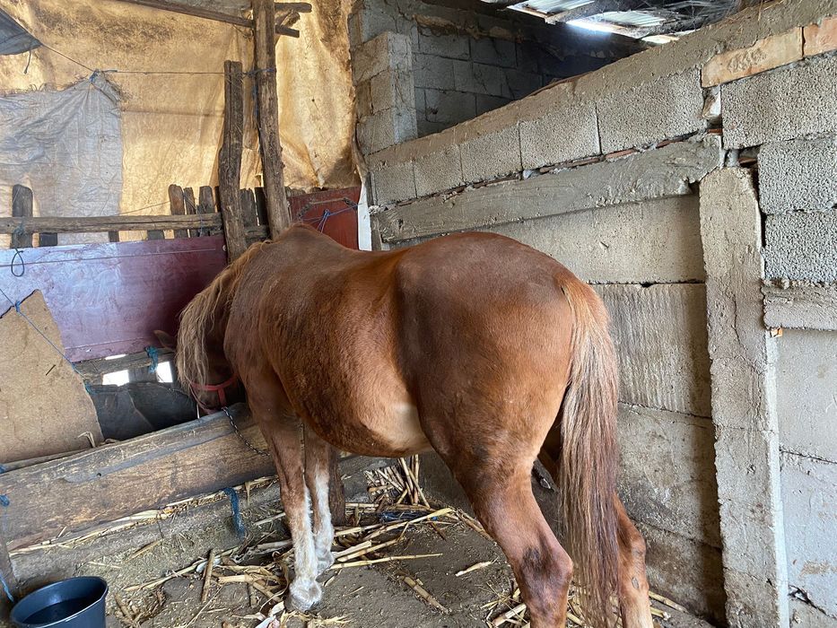 Cal de Vinzare (cal pentru căruță etc.)