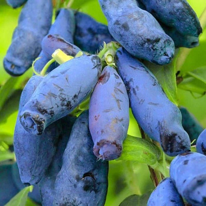 Afin siberan/Afin canadian/ Afin chandler. Livrare in toata tara