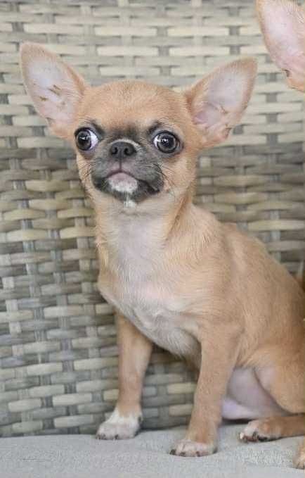 Мъжко мини чихуахуа лилав фаун на пет месеца