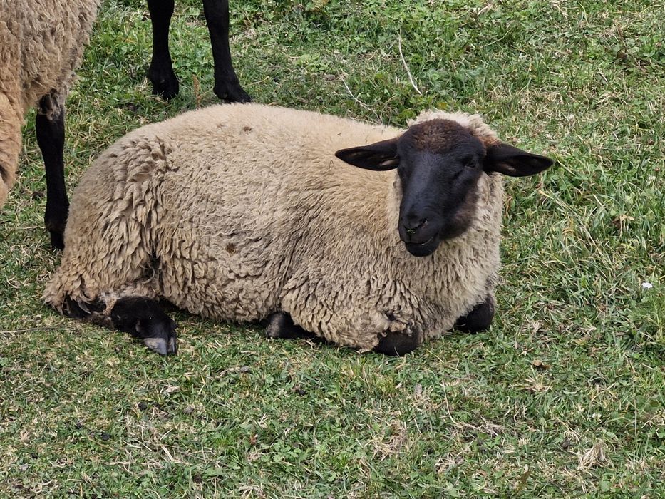 Berbecut suffolk de vanzare