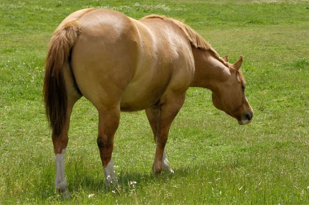 Мясо Конина с доставкой бесплатно Астана