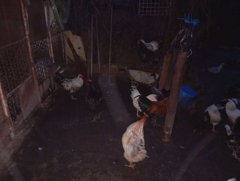 vand oua pentru incubat gaina  australop, susex, rate Pekin si leșești