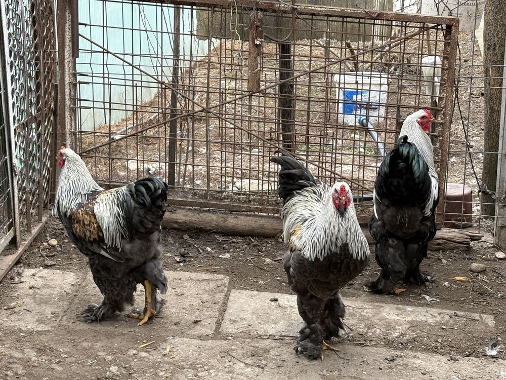 Pui brahma silver si herminat inchis