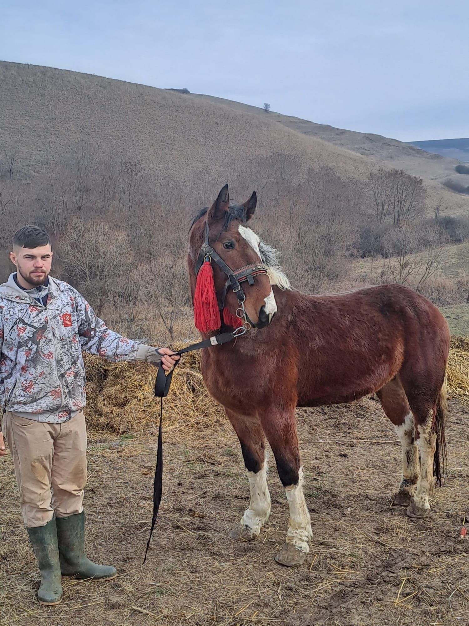 Vând sau schimb mânz tărcat/ pinto /gipsy.