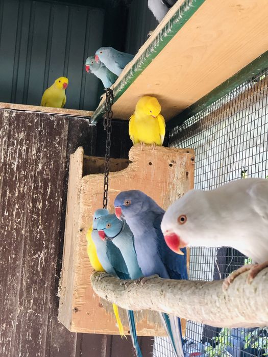 Papagali pui vorbitori de la crescatorie Micul Alexandru Alexander