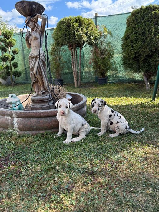Dog German puiuti