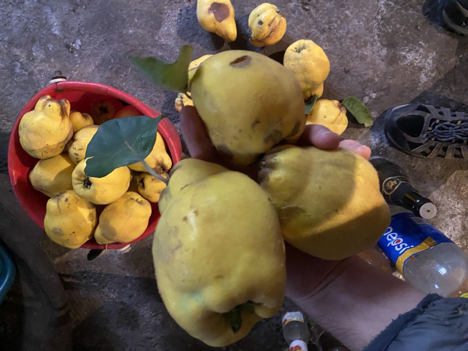 Gutui din gospodărie proprie disponibile 10 kg.  10lei/kg