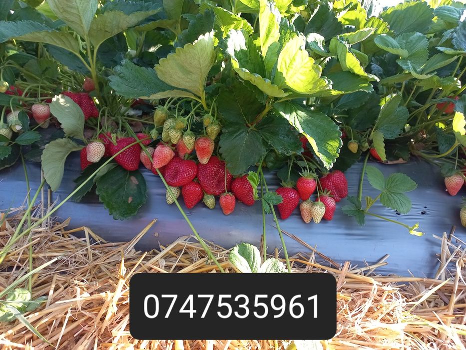 Stoloni capsuni ALBION,unifere Asia darselect