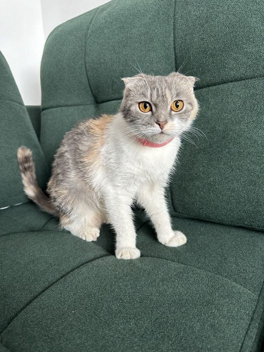 Продаётся кошка выслоухая