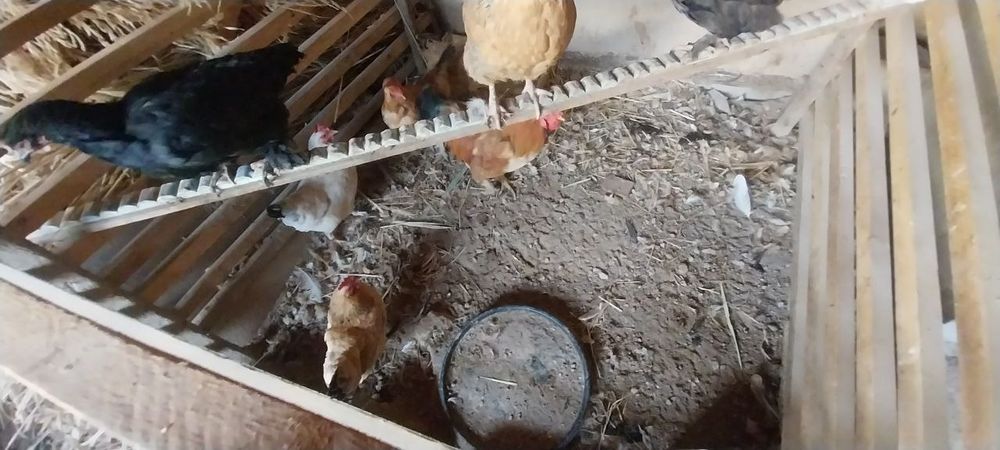 Uy tovuqlari sotiladi