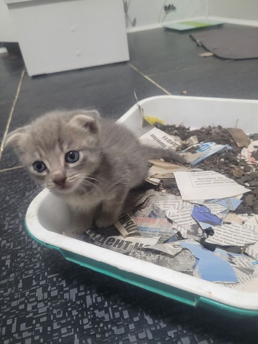 Отдам котенки бесплатно