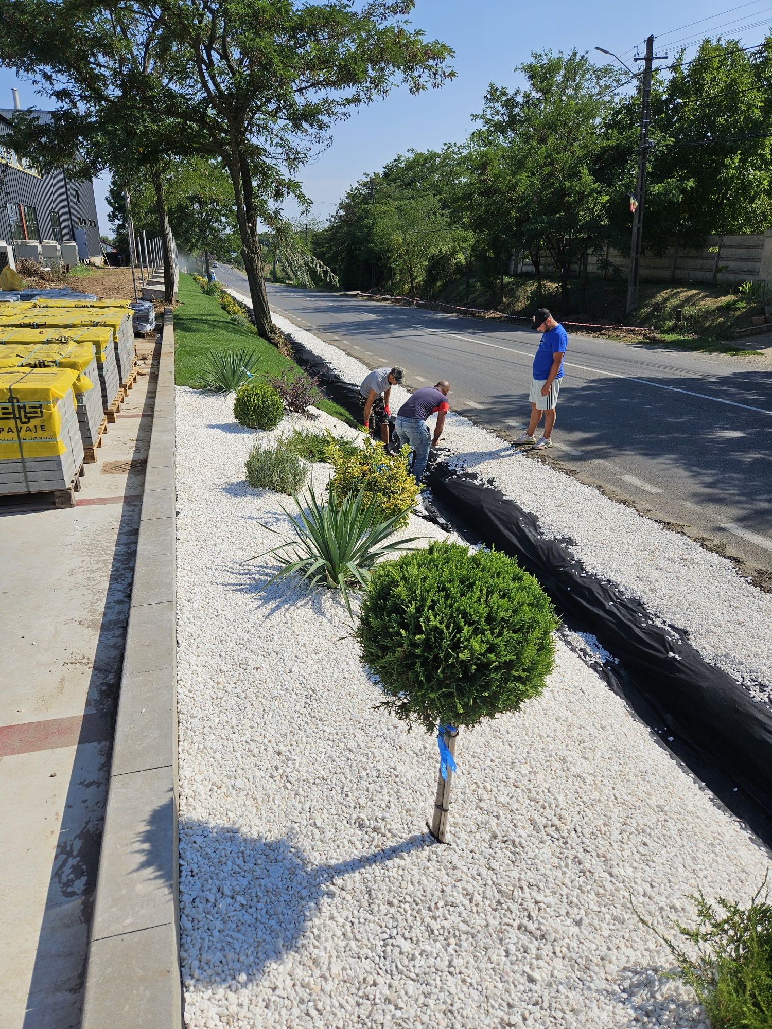 Plante ornamentale calitate extra amenajări grădini gazon rulou