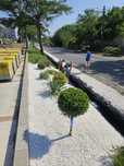 Plante ornamentale calitate extra amenajări grădini gazon rulou