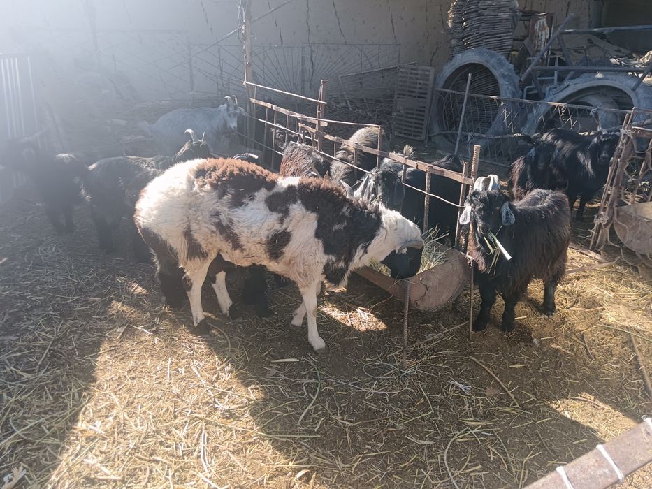 Кучкор эчки такалар сотилади