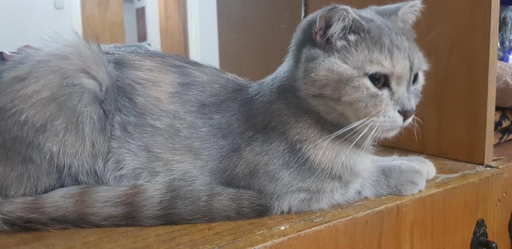 Шотландский скоттиш фолд