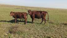Бузаулы сиыр сатылады бузауы подсос ургашы