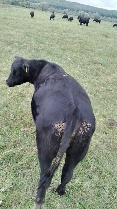 Vând vitei Angus cu vârsta între 8 și 10 luni