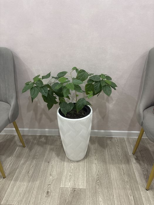 Продам цветок в красивом горшке.