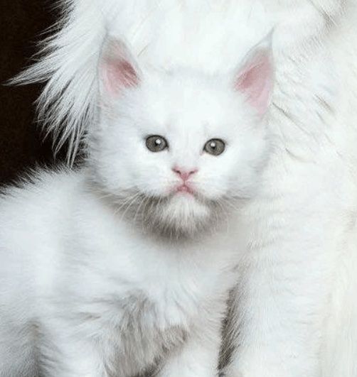 Эксклюзив! Снежные МЕЙН КУНЫ  , под Резерв