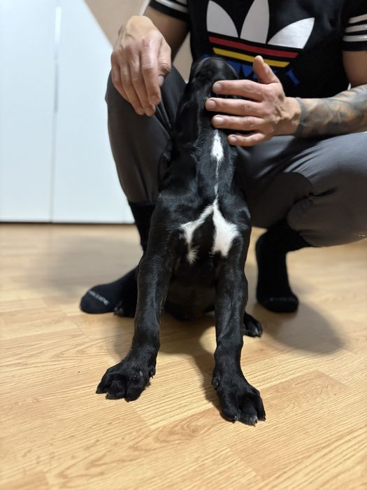 Pedigree A++:BRUNO x GRETA Red Dogs Champions