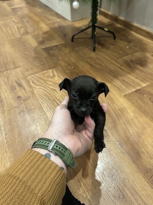 Мъжки пинчер на 2 м