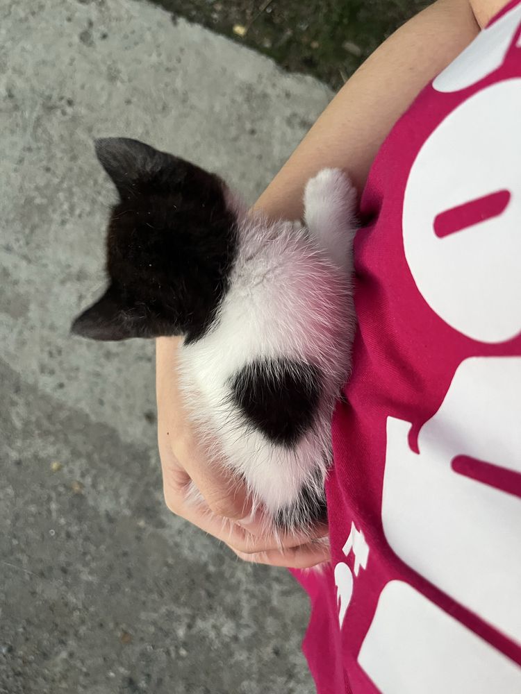Отдадим котенка девочка