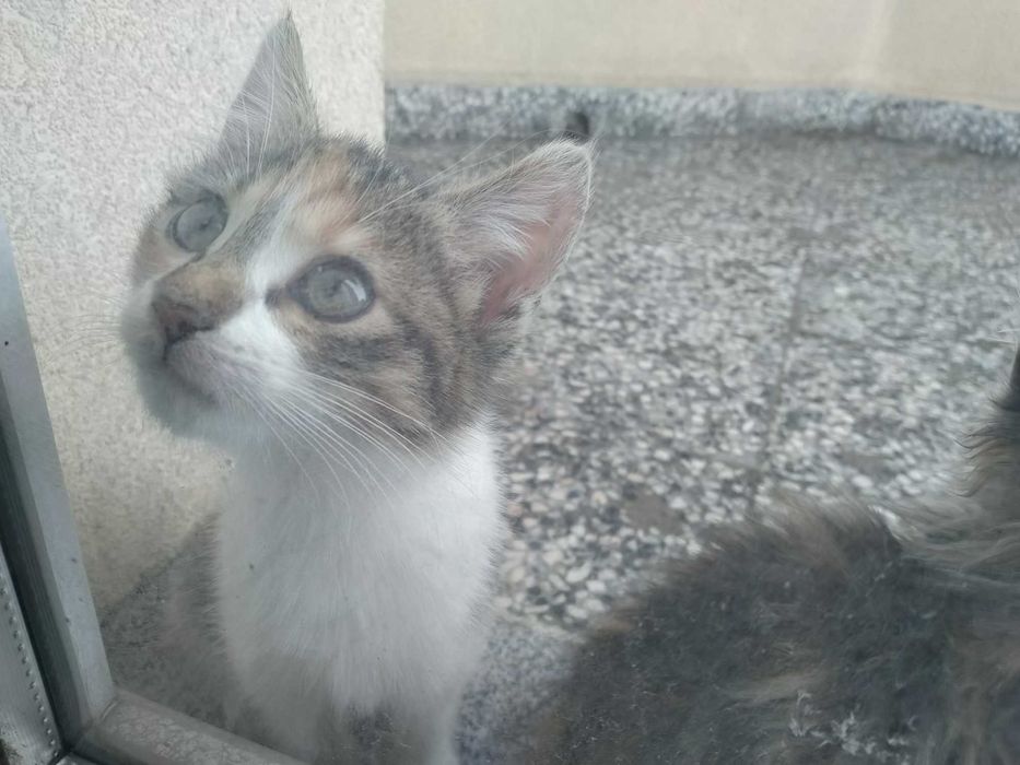 Две котешки момичета търсят своя добър и грижовен осиновител