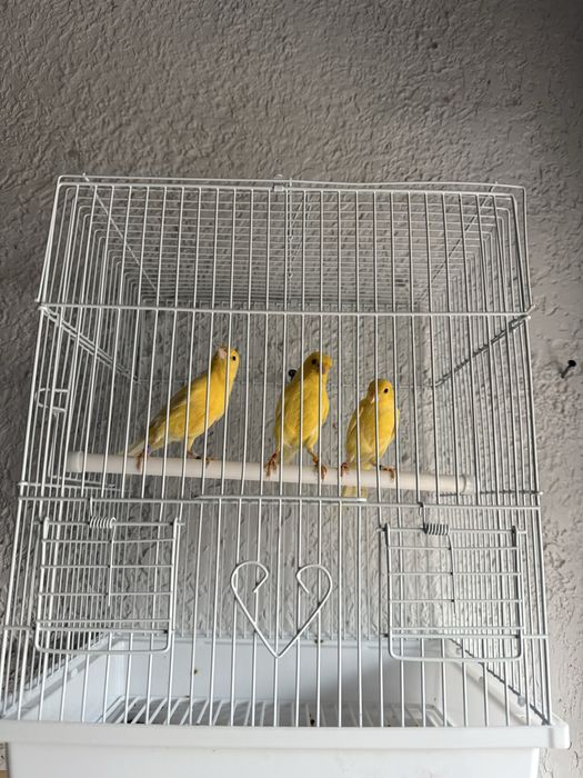 Kanareyka narla 8.9 oyli