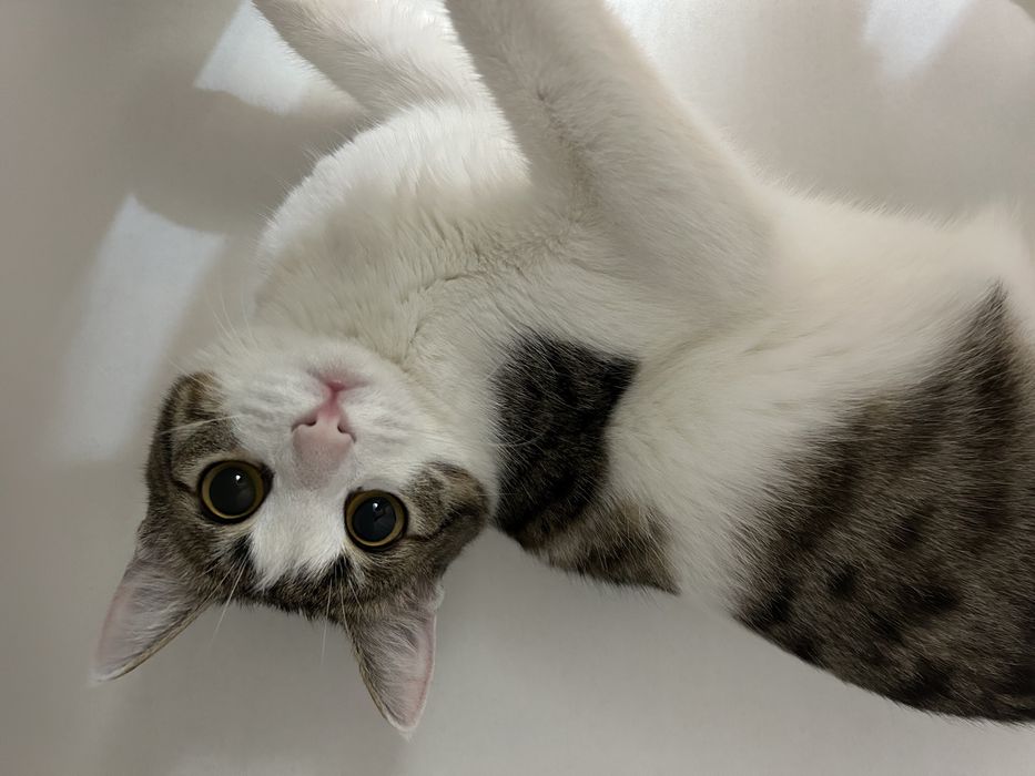 Кошка,7 месяцев