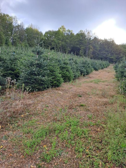 Brazi cu radacina la ghiveci sau balot