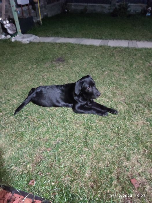 Labrador , pedigree tip A