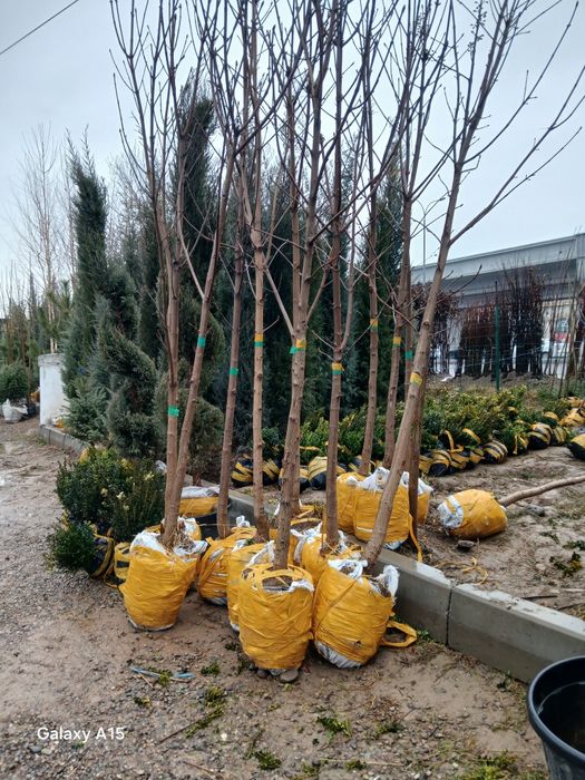 Har xil turdagi  gullar va archalar sotiladi