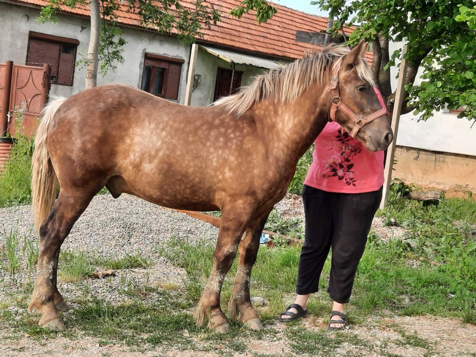 Manz de 10 luni ,nepot din Bruno, mama romaneasca ,