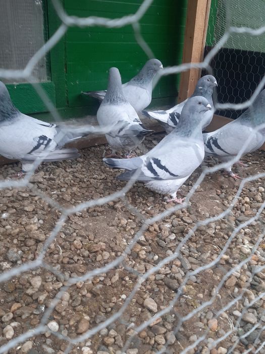 Vând porumbei jucători de Amara