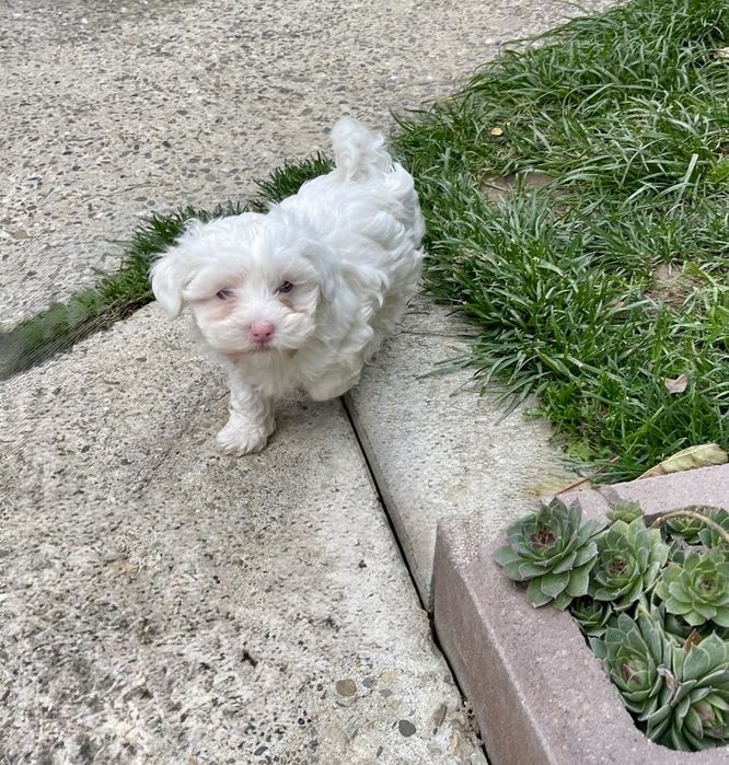 Catelusa Bichon Maltese