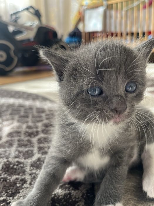 Pisica British Shorthair