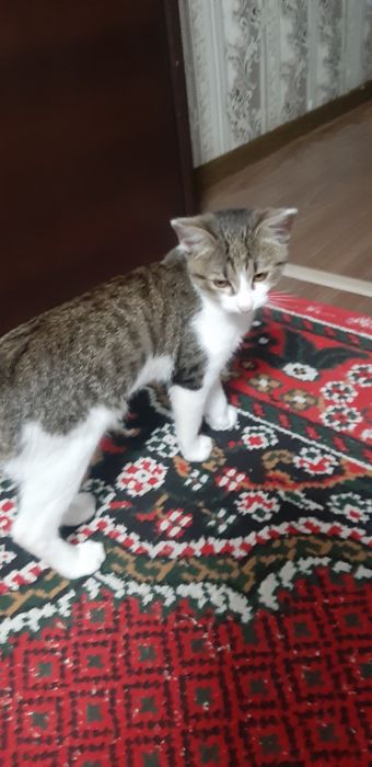 Mushukcha hadyaga beriladi