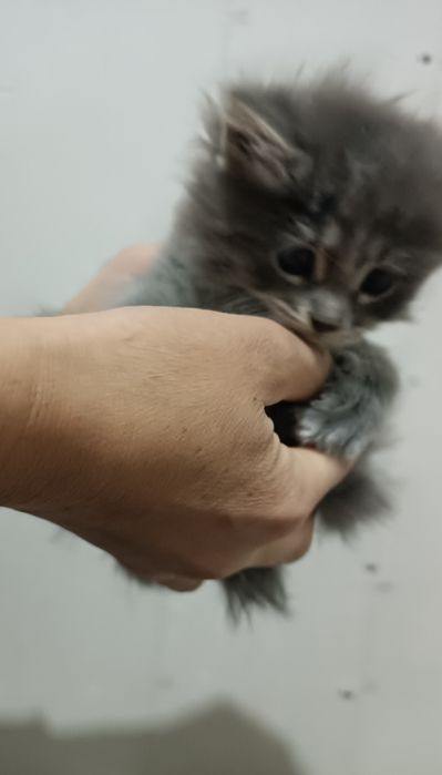 Кошка серая пушистая